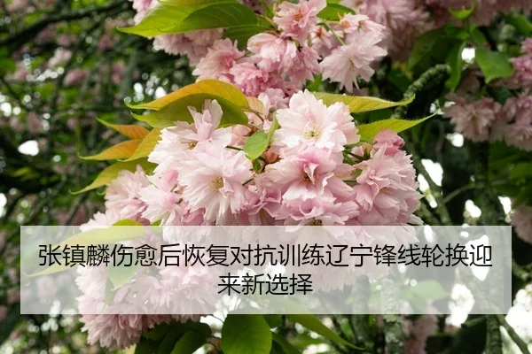 张镇麟伤愈后恢复对抗训练辽宁锋线轮换迎来新选择